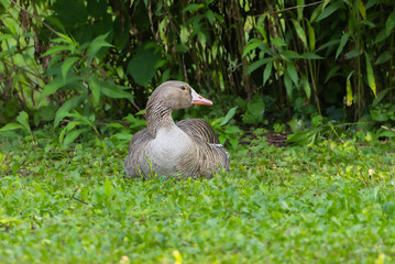 Greylag Goose in the Racconigi Stork and Duck Centre