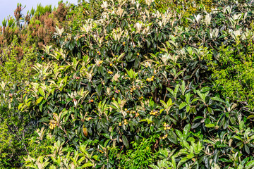 Eriobotrya japonica pertenece a la familia Rosaceae.