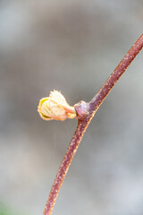 Actinidia deliciosa pertenece a la familia Actinidiaceae.