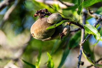 Prunus dulcis pertenece a la familia de Rosaceae.