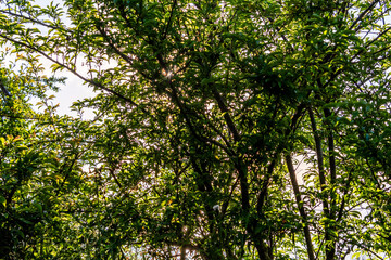 Rámas de árbol con hojas.