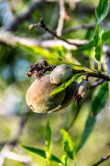 Prunus dulcis pertenece a la familia de Rosaceae.