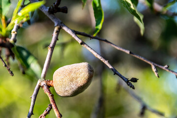 Prunus dulcis pertenece a la familia de Rosaceae.