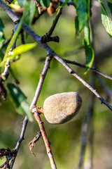 Prunus dulcis pertenece a la familia de Rosaceae.