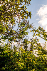 Rámas de árbol con hojas.