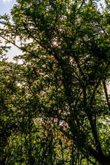 Rámas de árbol con hojas.