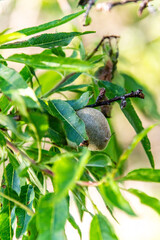 Prunus dulcis pertenece a la familia de Rosaceae.