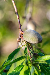 Prunus dulcis pertenece a la familia de Rosaceae.