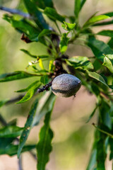 Prunus dulcis pertenece a la familia de Rosaceae.