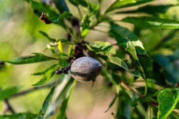 Prunus dulcis pertenece a la familia de Rosaceae.