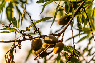 Prunus dulcis pertenece a la familia de Rosaceae.