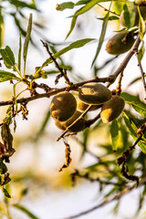 Prunus dulcis pertenece a la familia de Rosaceae.