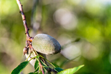 Prunus dulcis pertenece a la familia de Rosaceae.