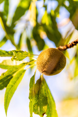 Prunus dulcis pertenece a la familia de Rosaceae.