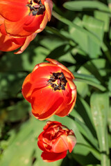 Naklejka premium Close-up photo of fresh red tulips in full bloom taken in April in a Dutch garden. Bright petals contrast with green leaves