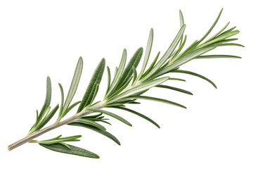 Fototapeta premium Rosemary twig isolated on white background fresh green herb branch