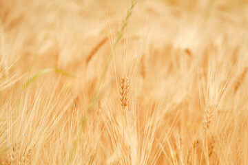 Golden wheat grain ready for harvest in farm field. Shallow depth of field, focus on the central...