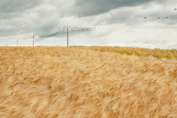 A field of ripe wheat ready for harvest. Golden wheat grain ready for harvest in farm field....