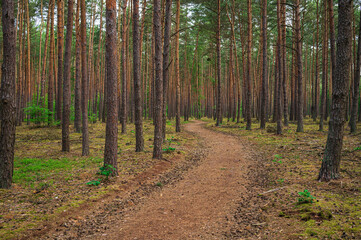 winding road in a pine forest