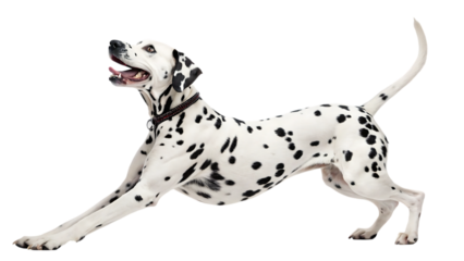 Joyful dalmatian dog in mid stride with tongue out isolated on transparent background