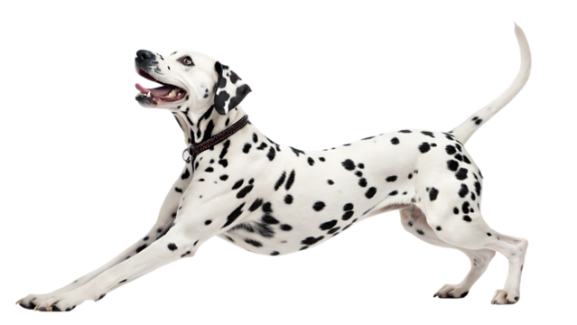 Joyful dalmatian dog in mid stride with tongue out isolated on transparent background