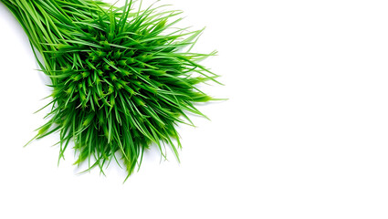 Fototapeta premium green grass isolated on white background