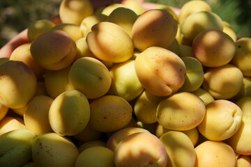 Fresh Apricotfresh apricots; natural light; fruit basket; summer harvest; ripe fruit; shadows; orchard fruit; healthy eating; yellow apricots; vitamin-rich;s in Natural Light with Shadows