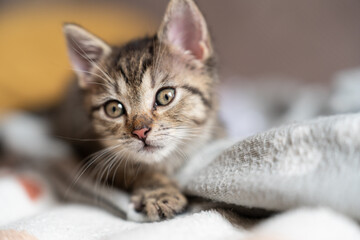 Tabby kitten on a blanket