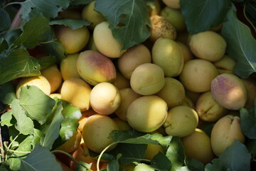 Basket of Fresh Apricots with Green Leaves