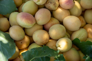 Basket of Fresh Apricots with Green Leaves
