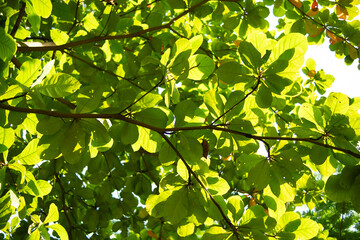 Sunlit Tree Canopy A CloseUp View of Lush Green Foliage and Bright Sunlight