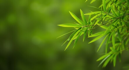 Lush green bamboo leaves on vibrant background for natural serenity
