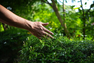 Hand Gently Touching Plants in a Lush Garden