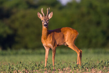 Portrait roebuck in a agricultural field