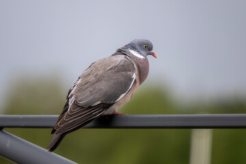 A Wreath Dove sitting on a lamp post in Finnish summer weather