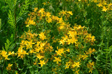 Close-up of vibrant yellow St. John's Wort flowers blooming in a sunny field