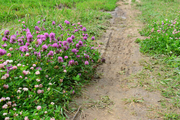 A dirt trail beside a patch of blooming clover in a field
