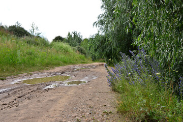 Dirt Road with Mud Puddles and Greenery copy space