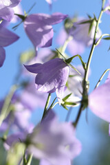 Beautiful violet bellflowers (Campanula) in bloom with blue sky background. Natural sunlight...
