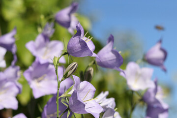 Close-up of blooming purple Campanula flowers against clear blue sky. Bright summer image with fresh petals and natural sunlight. Ideal floral background.