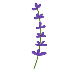 Minimalist Single Lavender Stem Illustration