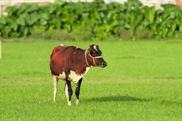 A brown and white cow stands in a green field on a sunny day