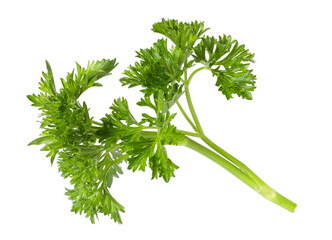 Sprig of fresh parsley isolated on white