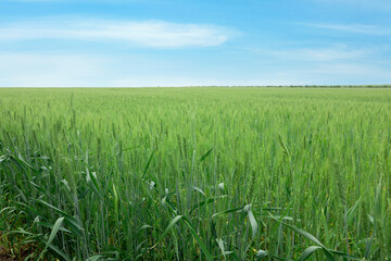 View of agricultural field with ripening wheat spikes. Space for text