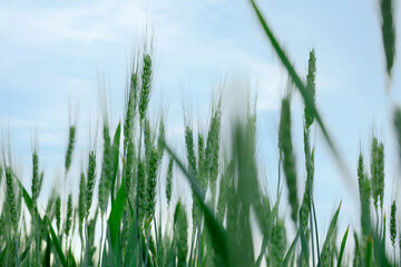 Wheat spikes growing in field outdoors, closeup