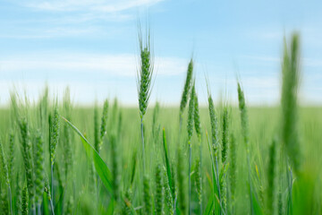 Wheat spikes growing in field outdoors, closeup