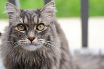 Close Up Portrait of a Long-Haired Grey Cat with Yellow Eyes