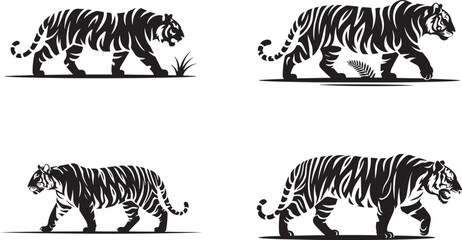 Four black tigers walking feline animal