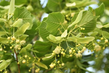 Linden tree branch with leaves and blooming flowers outdoors, closeup