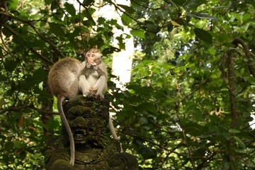 Cute monkeys on ancient sculpture in park
